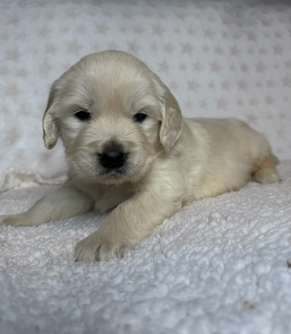 du moulin de madjurie - Chiots disponibles - Golden Retriever