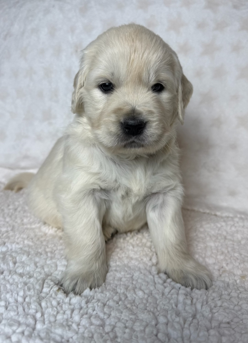 du moulin de madjurie - Chiots disponibles - Golden Retriever