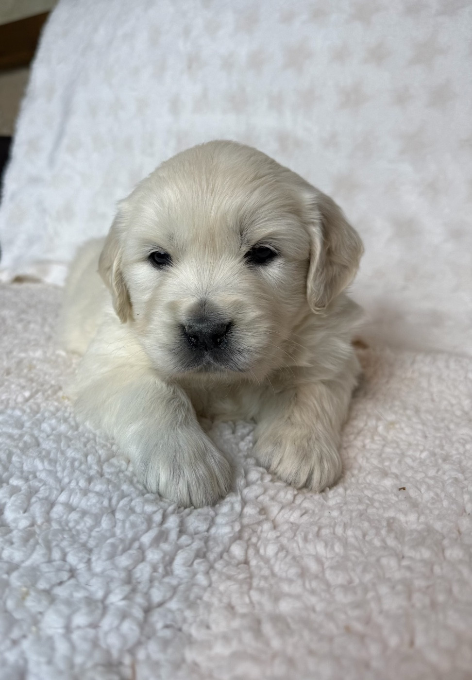 du moulin de madjurie - Chiots disponibles - Golden Retriever