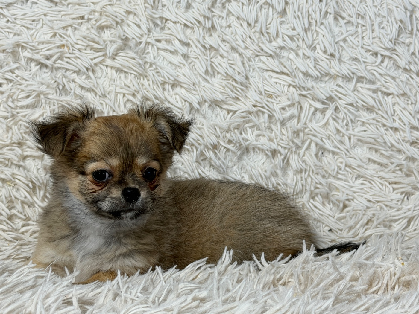 du moulin de madjurie - Chiots disponibles - Chihuahua