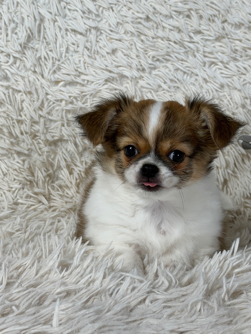 du moulin de madjurie - Chiots disponibles - Chihuahua