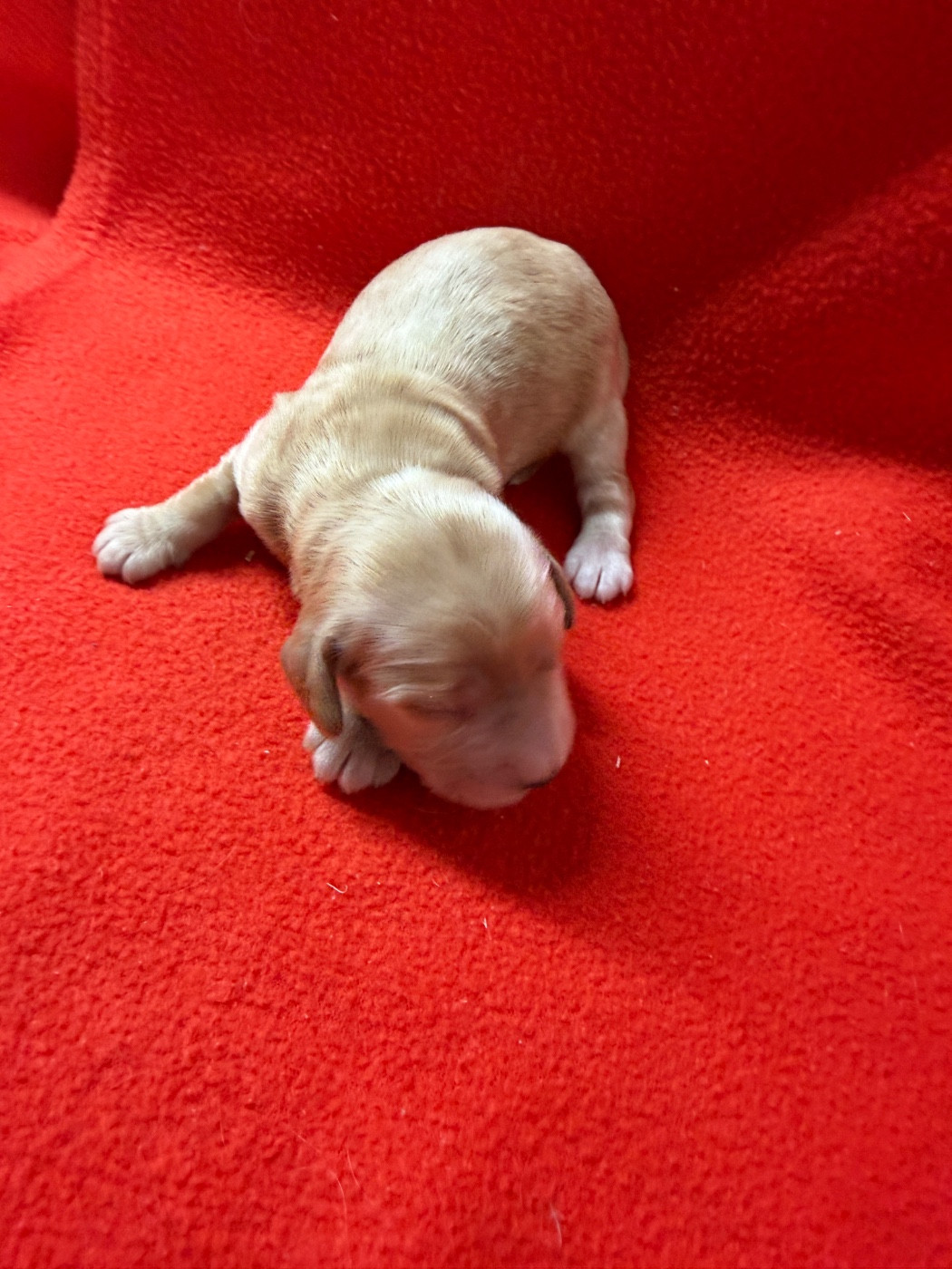 du moulin de madjurie - Chiots disponibles - Cocker Spaniel Anglais