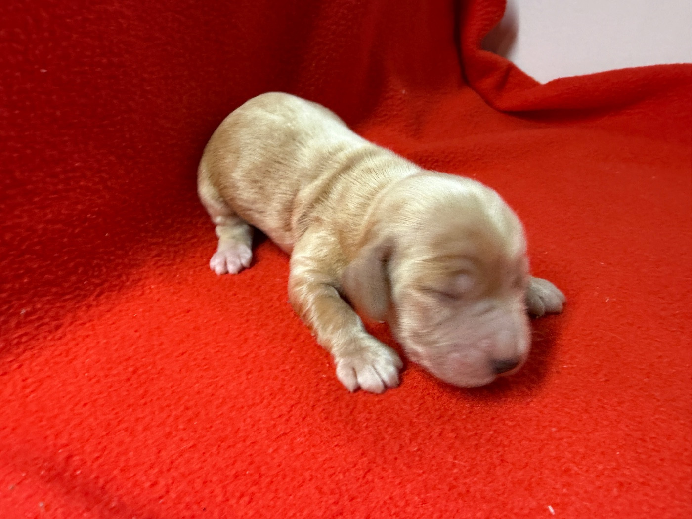 du moulin de madjurie - Chiots disponibles - Cocker Spaniel Anglais