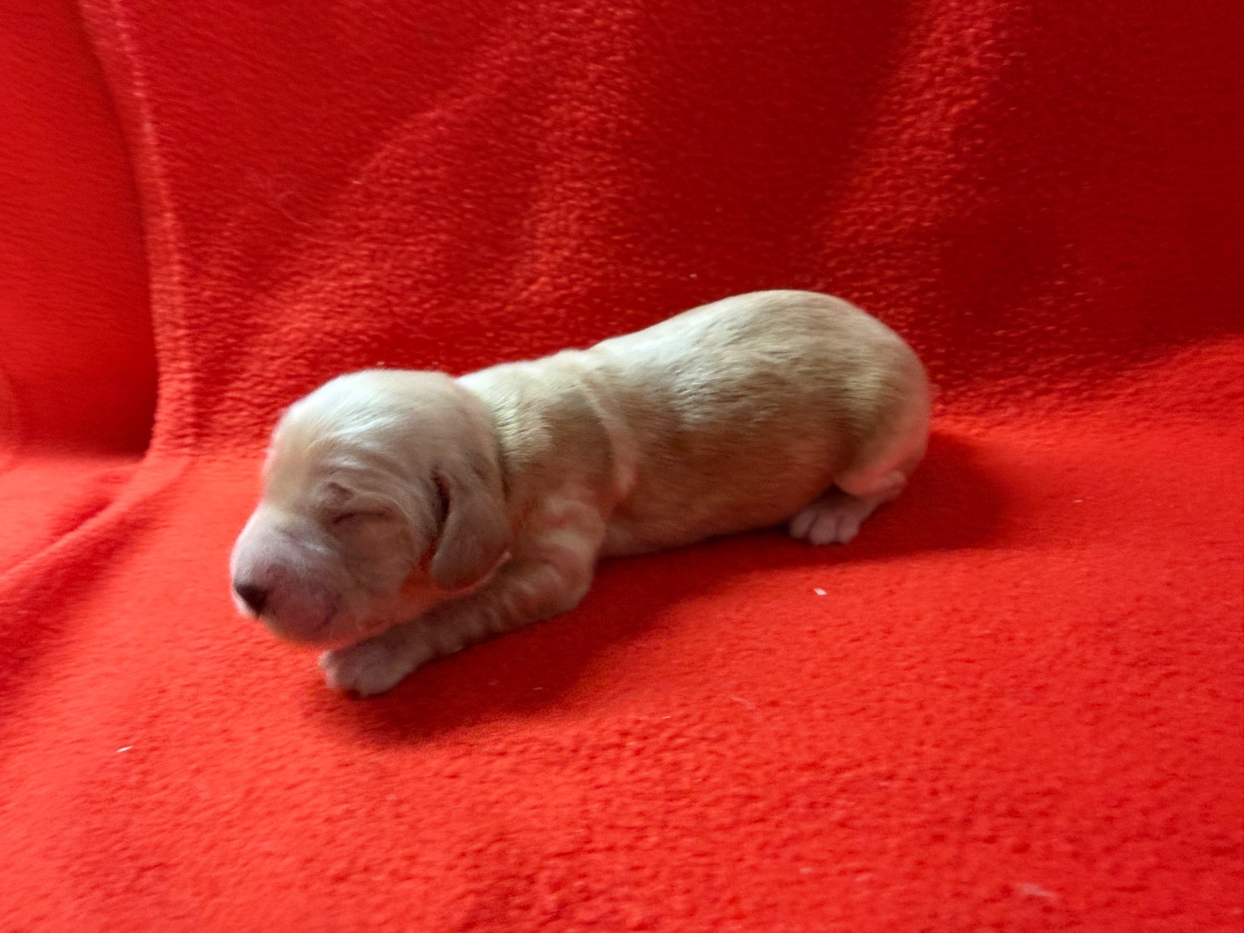 du moulin de madjurie - Chiots disponibles - Cocker Spaniel Anglais