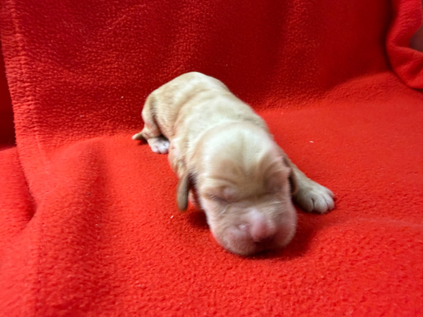 du moulin de madjurie - Chiots disponibles - Cocker Spaniel Anglais