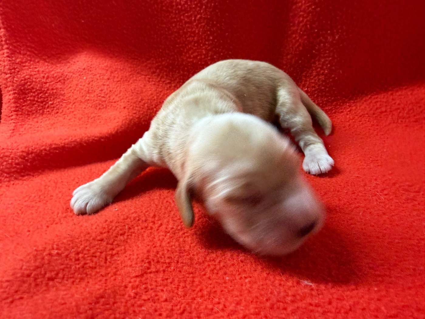 du moulin de madjurie - Chiots disponibles - Cocker Spaniel Anglais