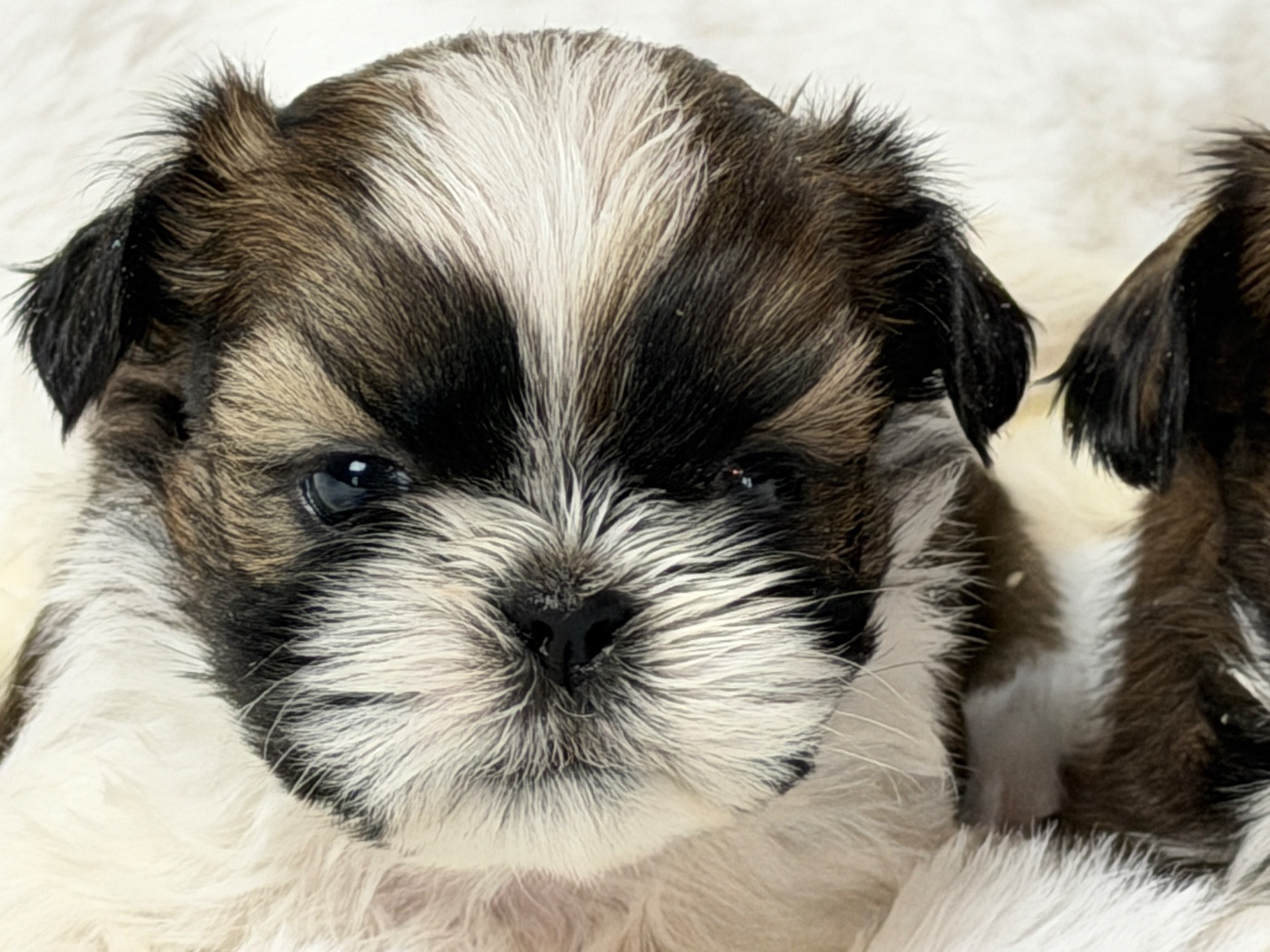 du moulin de madjurie - Chiots disponibles - Shih Tzu