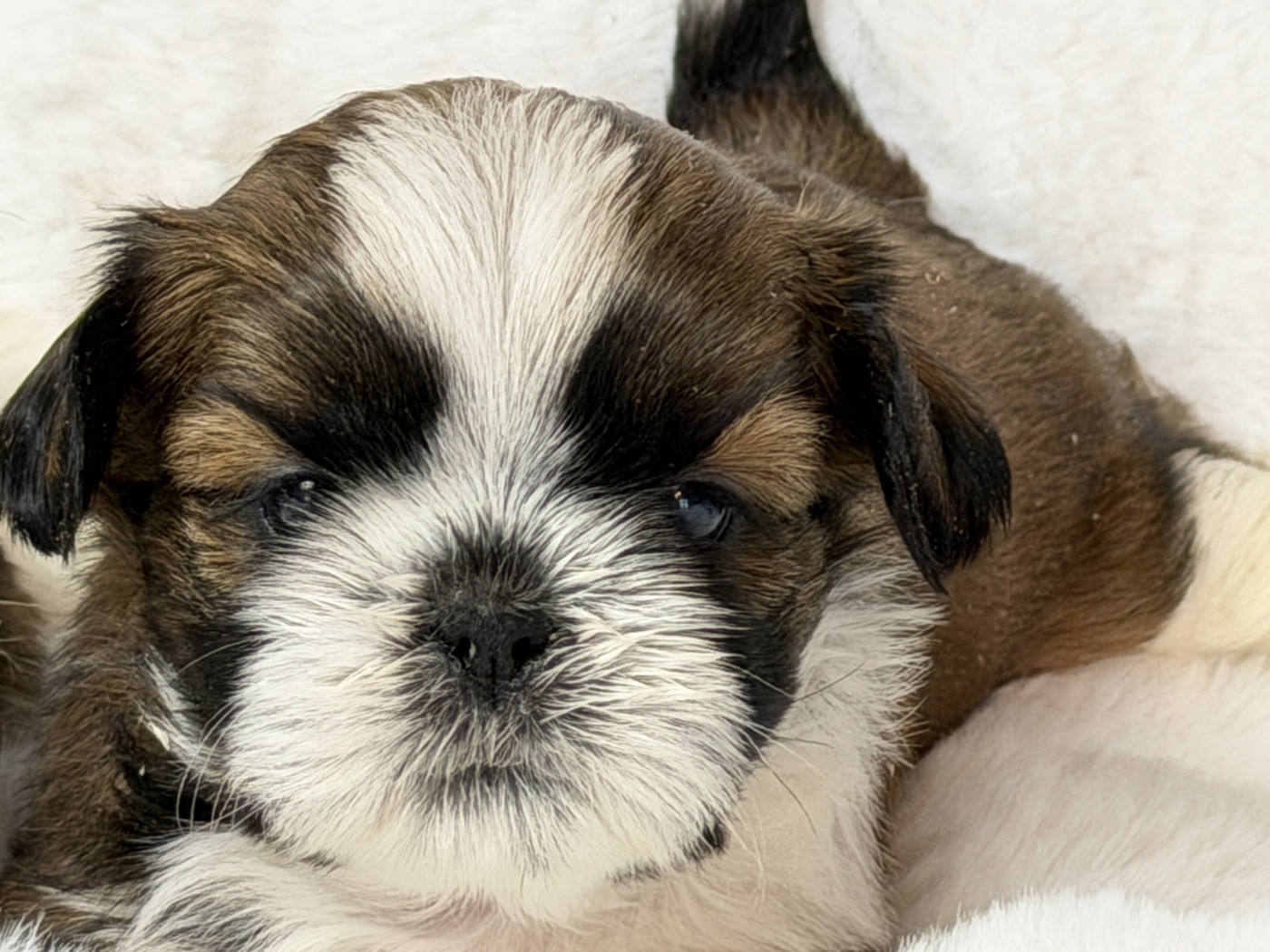 du moulin de madjurie - Chiots disponibles - Shih Tzu