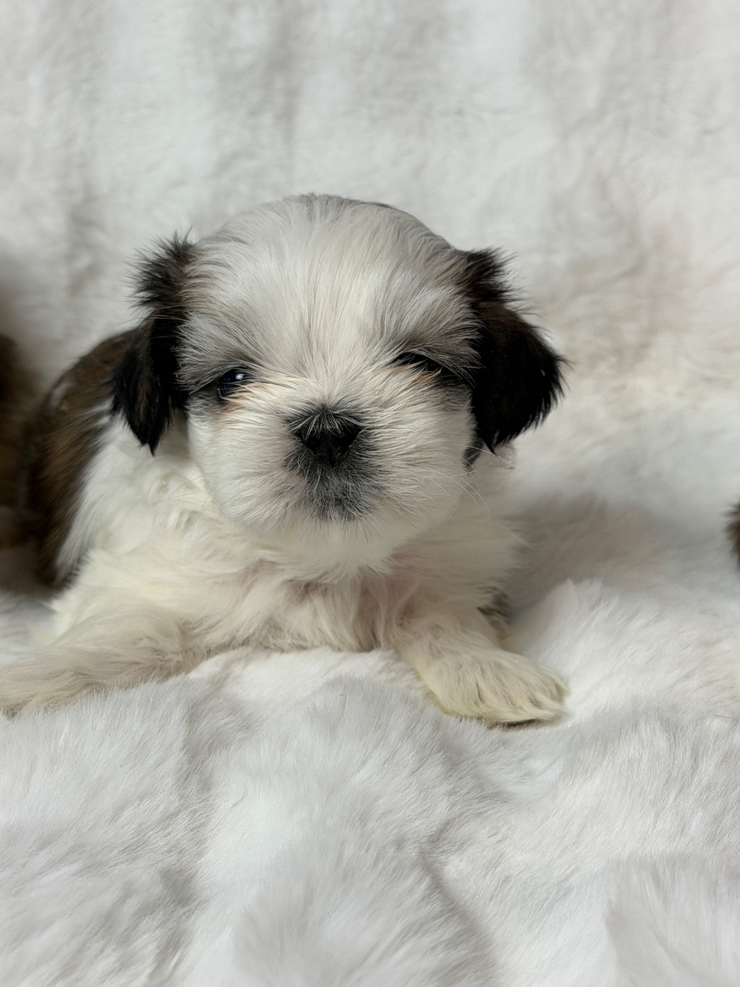 du moulin de madjurie - Chiots disponibles - Shih Tzu