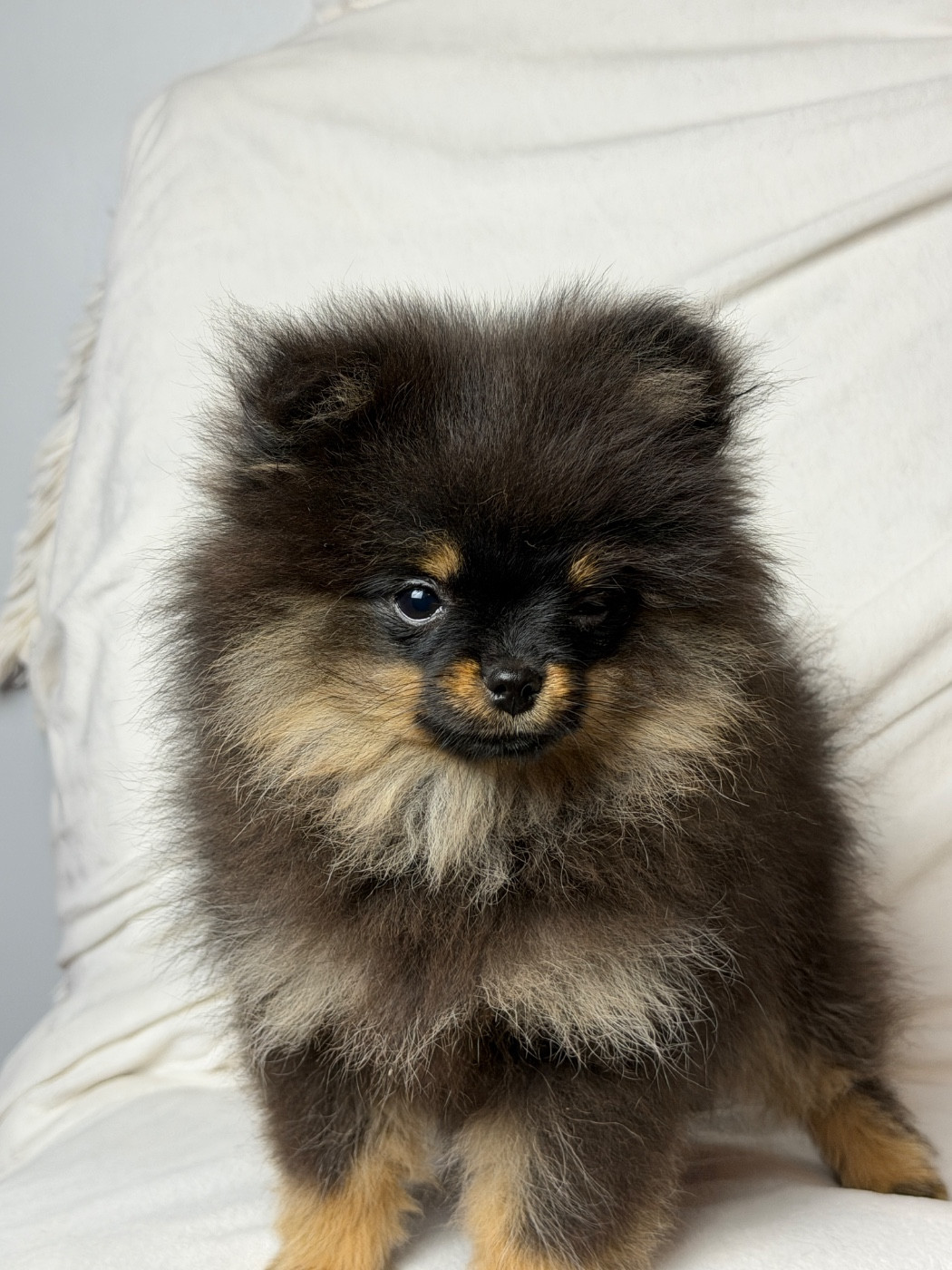 du moulin de madjurie - Chiots disponibles - Spitz allemand