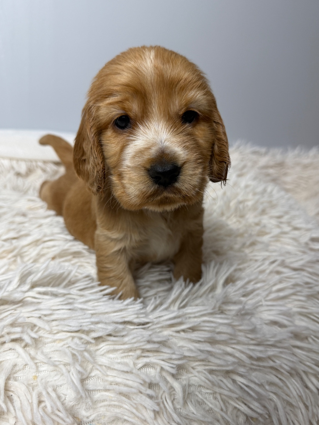 du moulin de madjurie - Chiots disponibles - Cocker Spaniel Anglais