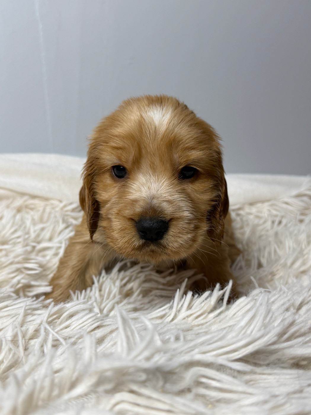 du moulin de madjurie - Chiots disponibles - Cocker Spaniel Anglais