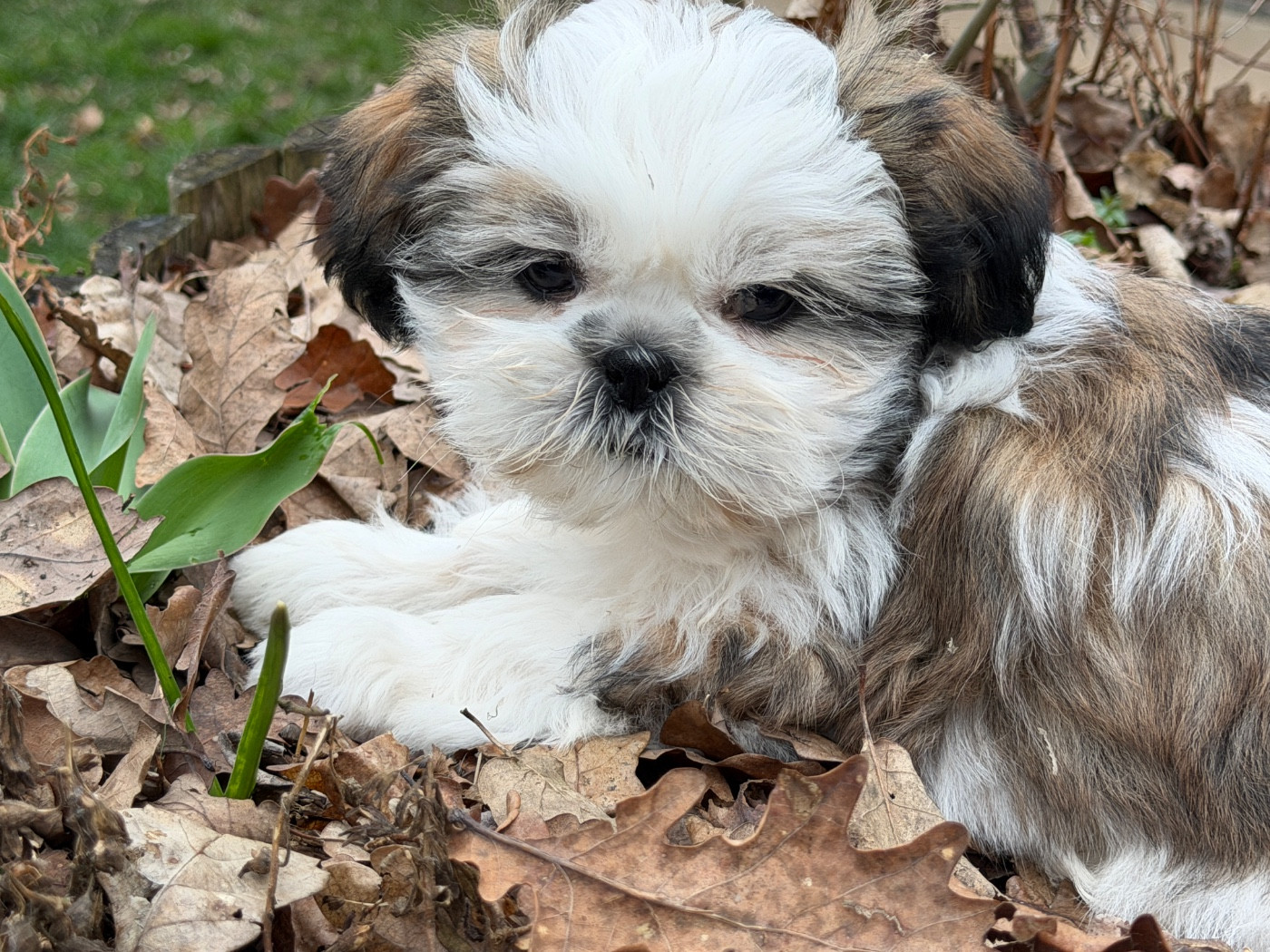 du moulin de madjurie - Chiots disponibles - Shih Tzu