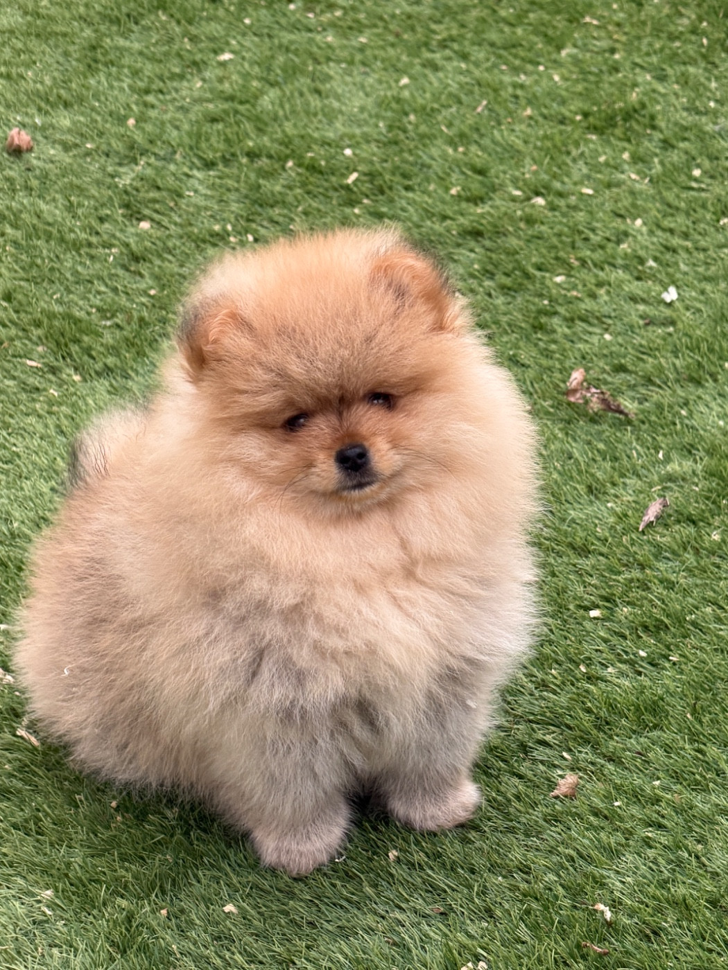 du moulin de madjurie - Chiots disponibles - Spitz allemand