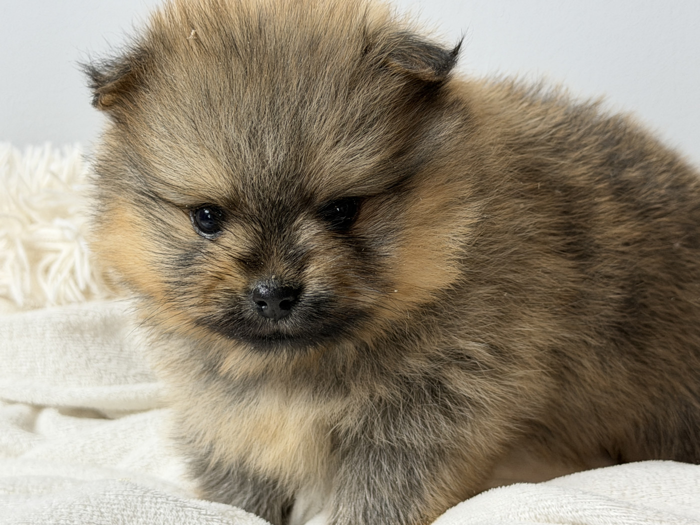 du moulin de madjurie - Chiots disponibles - Spitz allemand