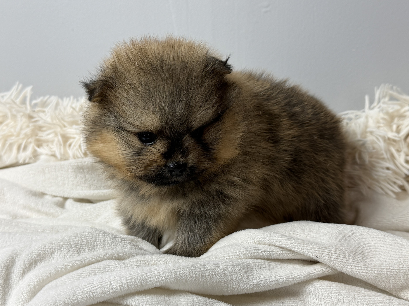 du moulin de madjurie - Chiots disponibles - Spitz allemand