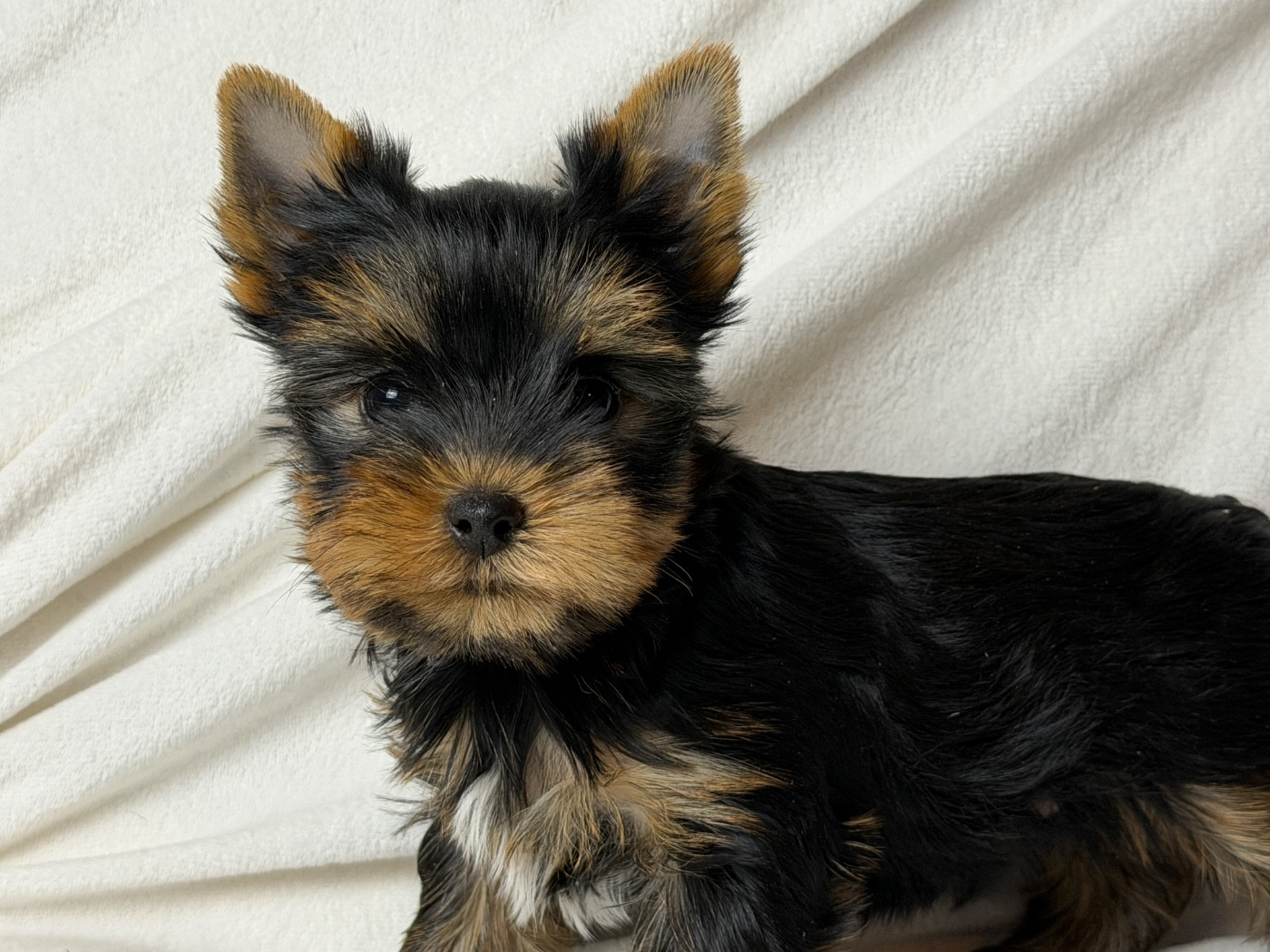du moulin de madjurie - Chiots disponibles - Yorkshire Terrier