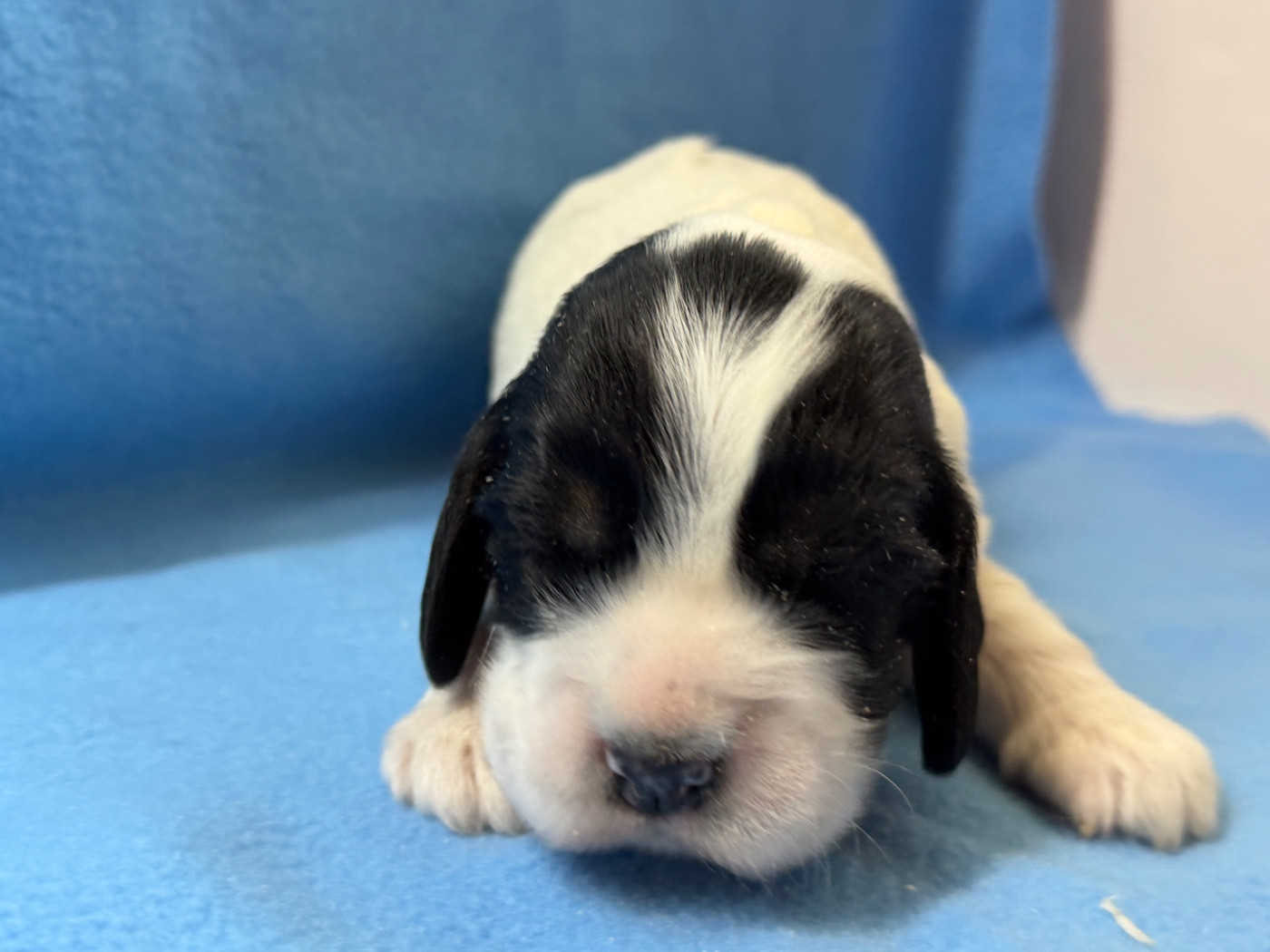 du moulin de madjurie - Chiots disponibles - Cocker Spaniel Anglais