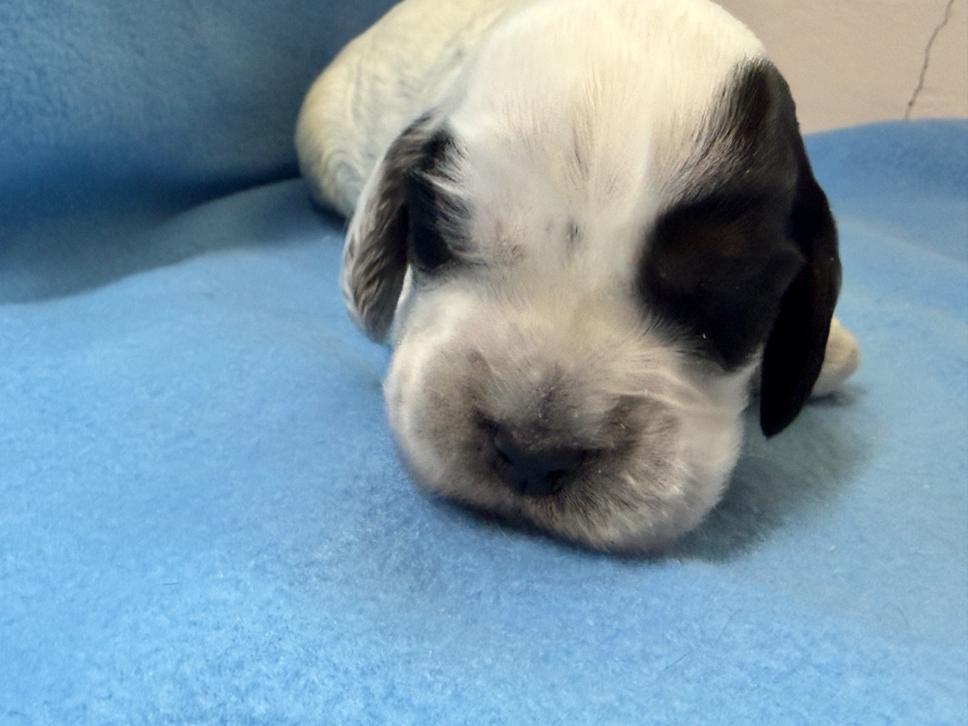 du moulin de madjurie - Chiots disponibles - Cocker Spaniel Anglais