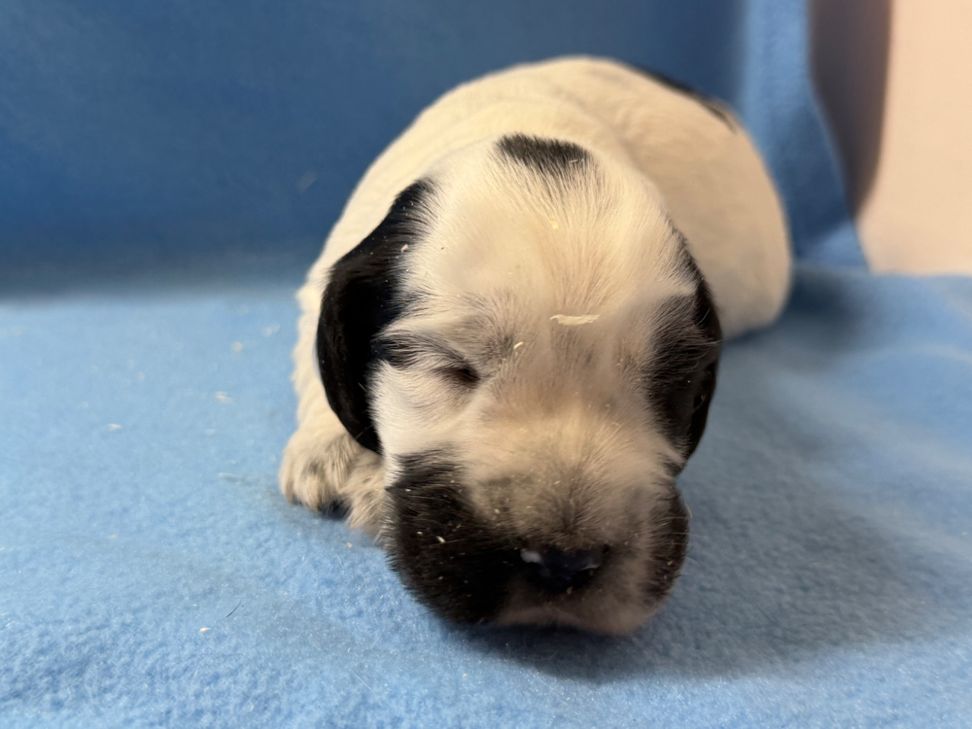 du moulin de madjurie - Chiots disponibles - Cocker Spaniel Anglais