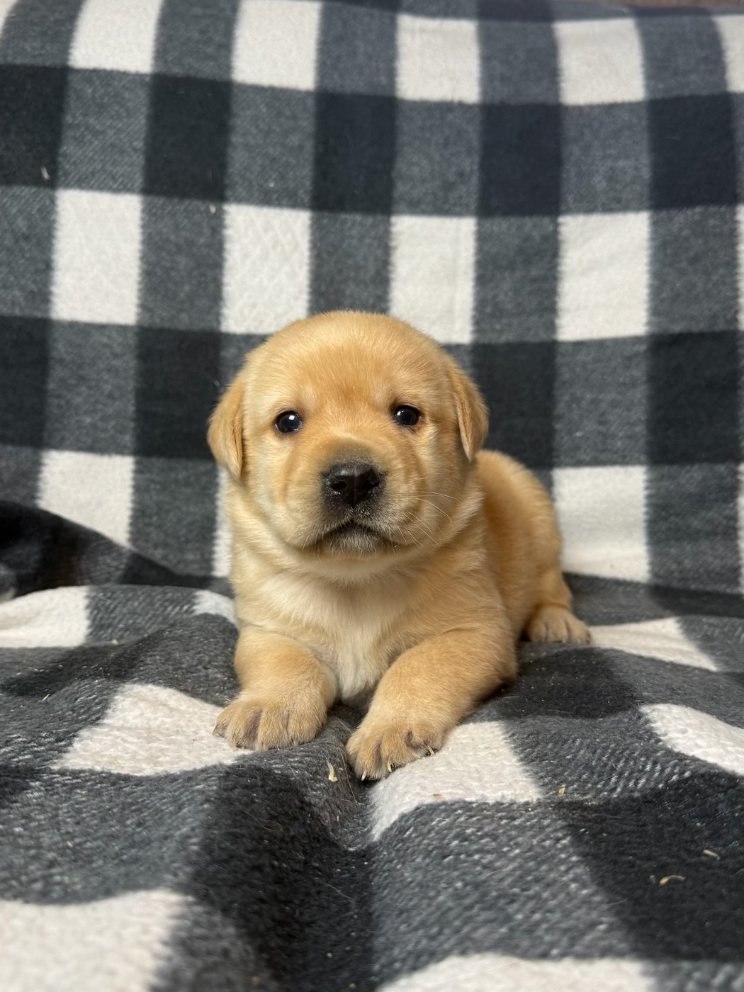 du moulin de madjurie - Chiots disponibles - Labrador Retriever