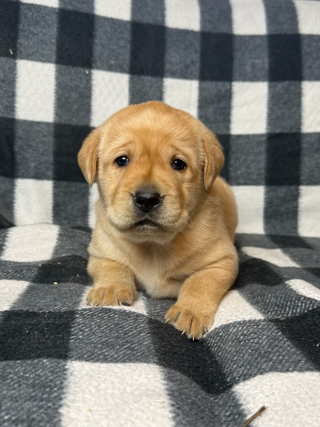 du moulin de madjurie - Chiots disponibles - Labrador Retriever