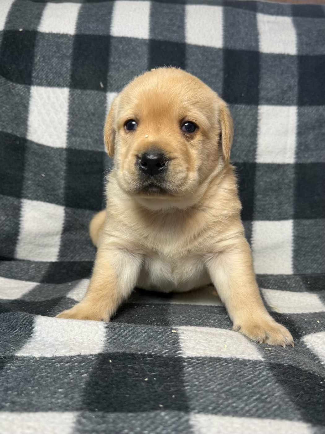 du moulin de madjurie - Chiots disponibles - Labrador Retriever