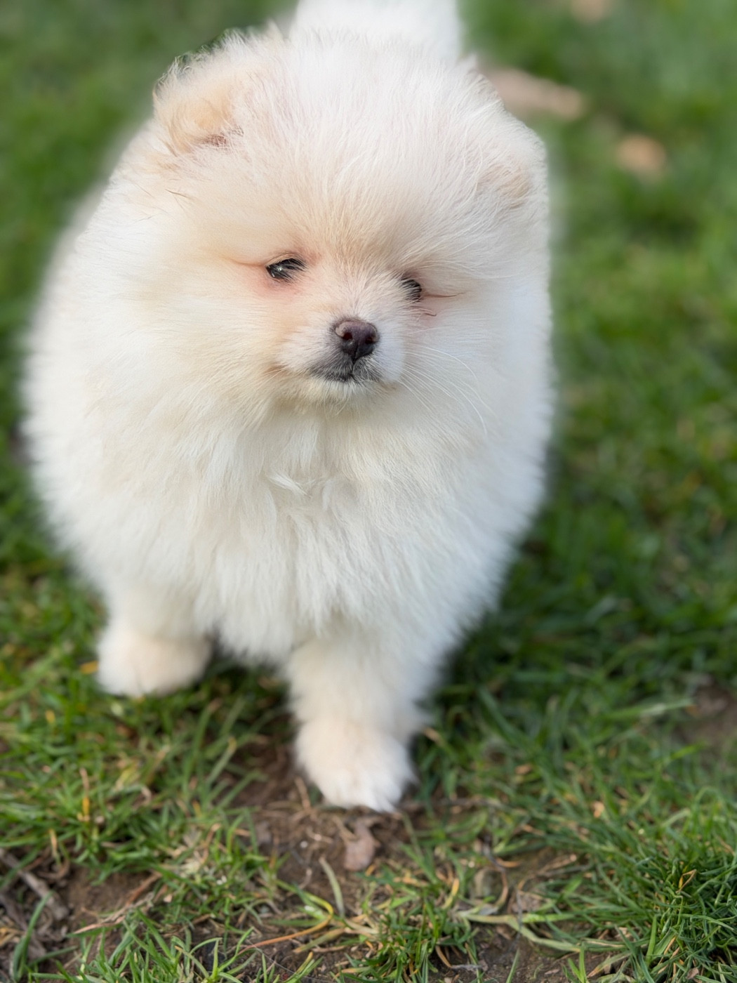 du moulin de madjurie - Chiots disponibles - Spitz allemand