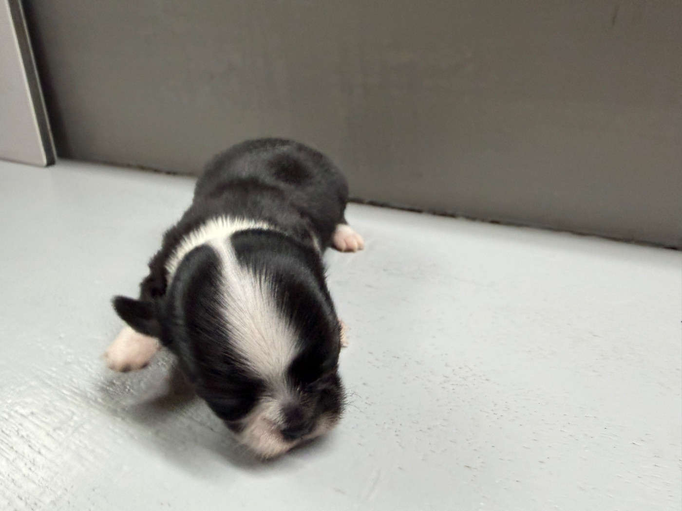 du moulin de madjurie - Chiots disponibles - Chihuahua