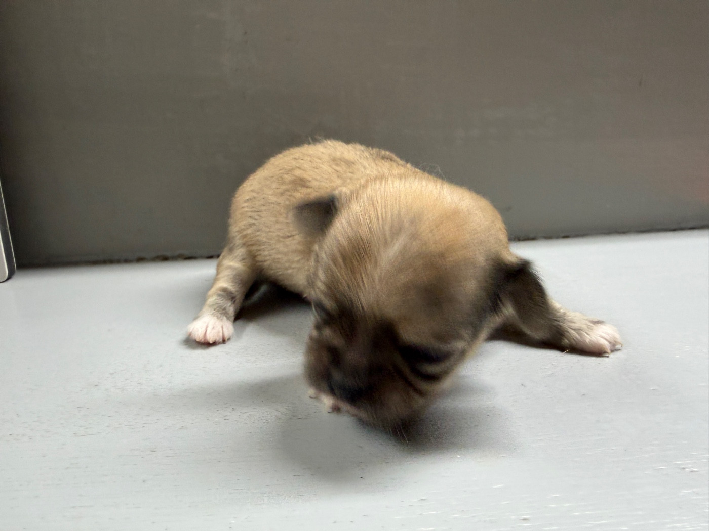 du moulin de madjurie - Chiots disponibles - Chihuahua