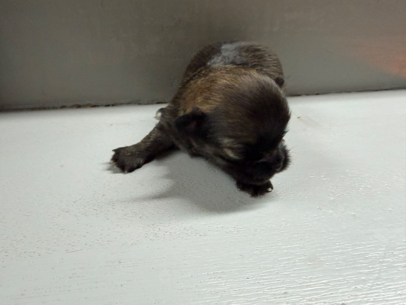 du moulin de madjurie - Chiots disponibles - Chihuahua