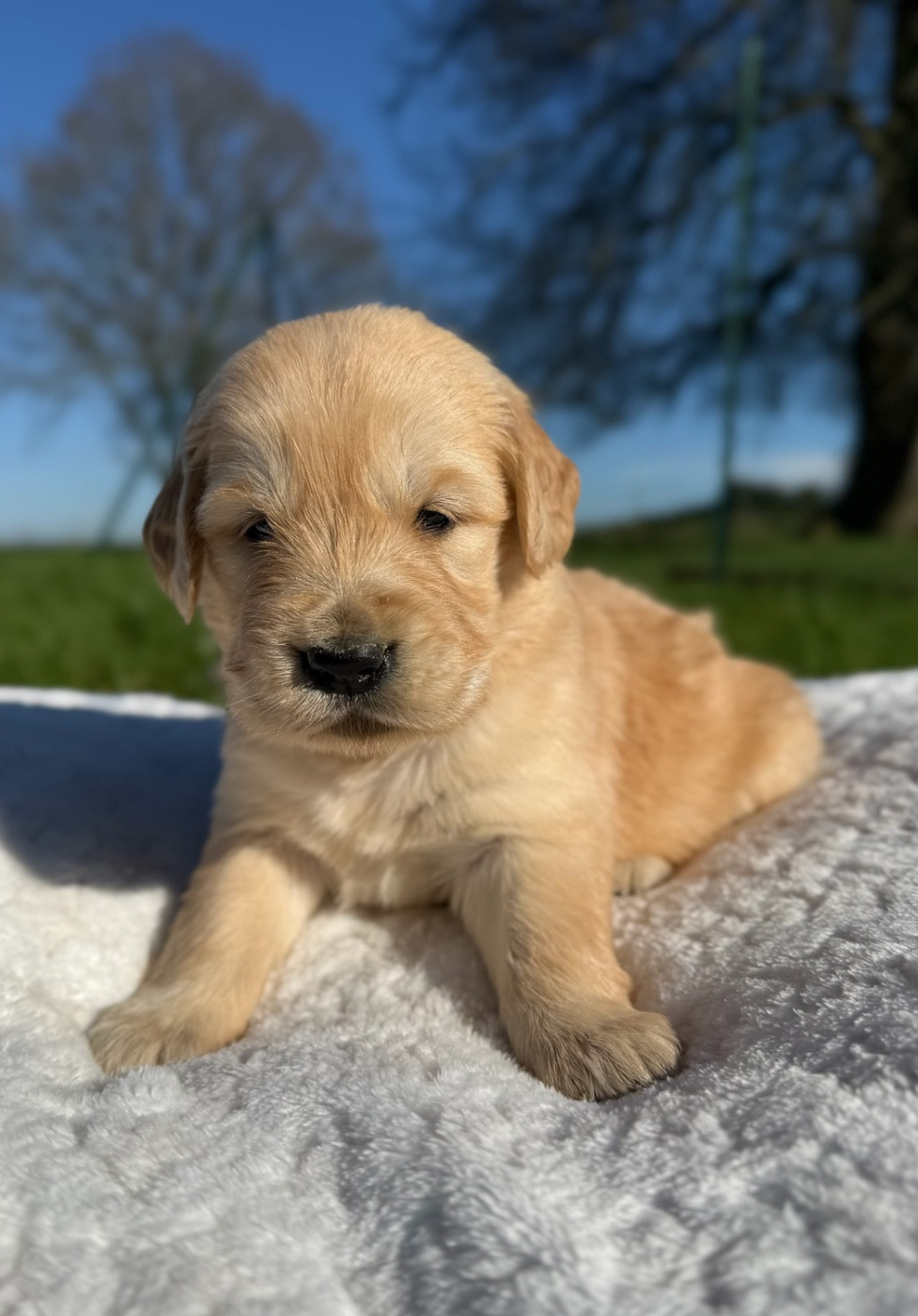 du moulin de madjurie - Chiots disponibles - Golden Retriever