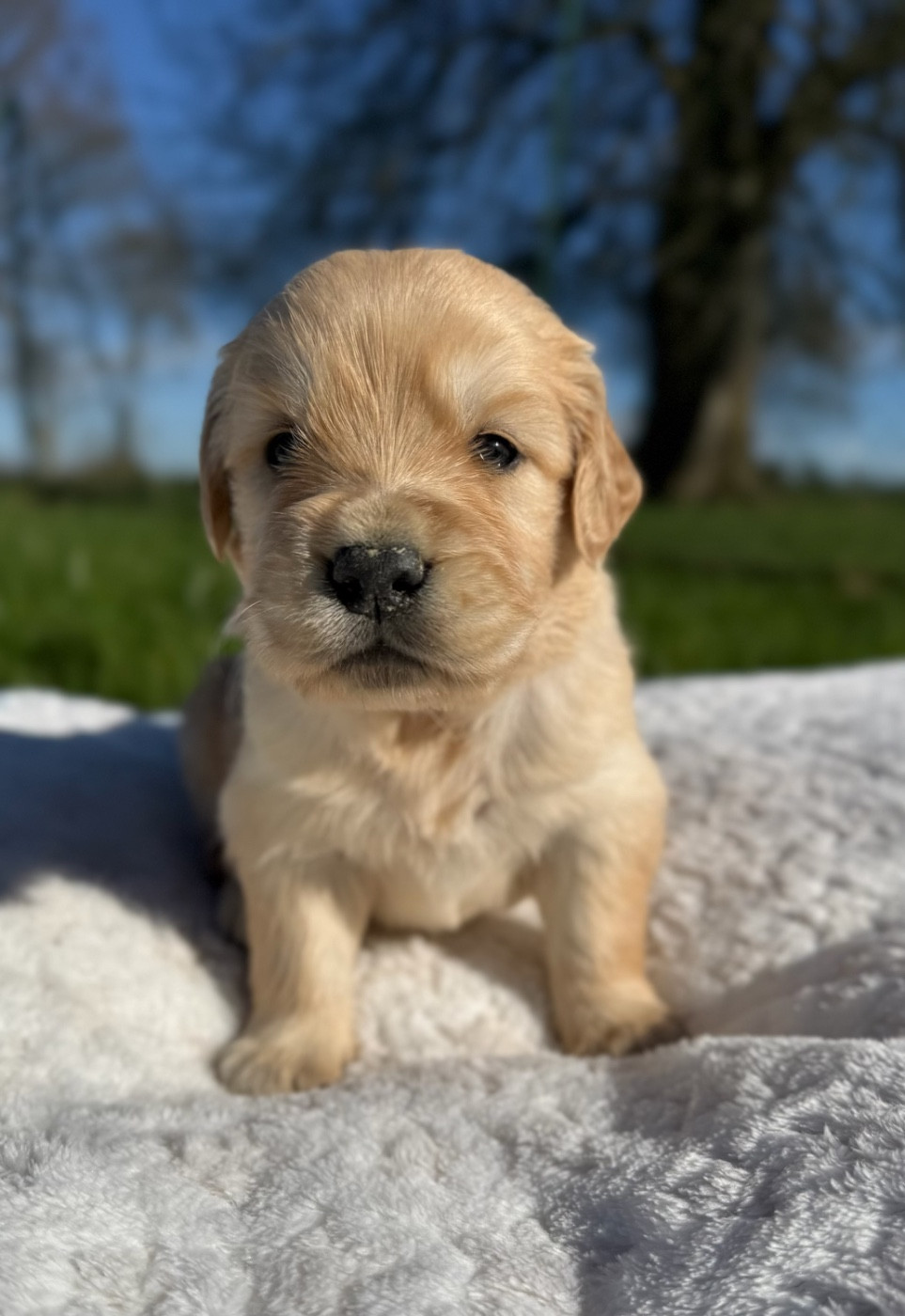 du moulin de madjurie - Chiots disponibles - Golden Retriever