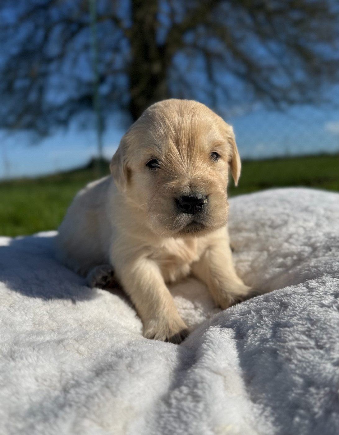 du moulin de madjurie - Chiots disponibles - Golden Retriever