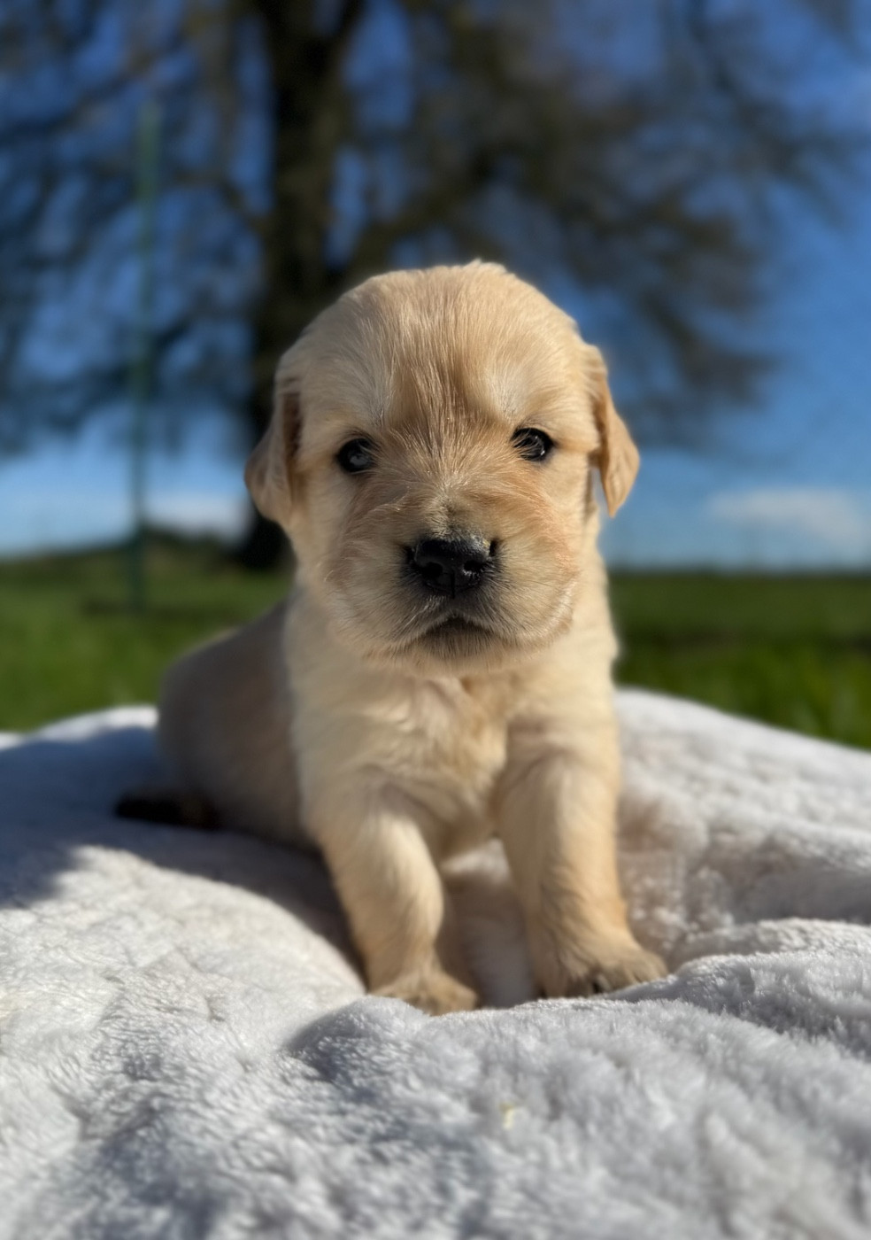 du moulin de madjurie - Chiots disponibles - Golden Retriever