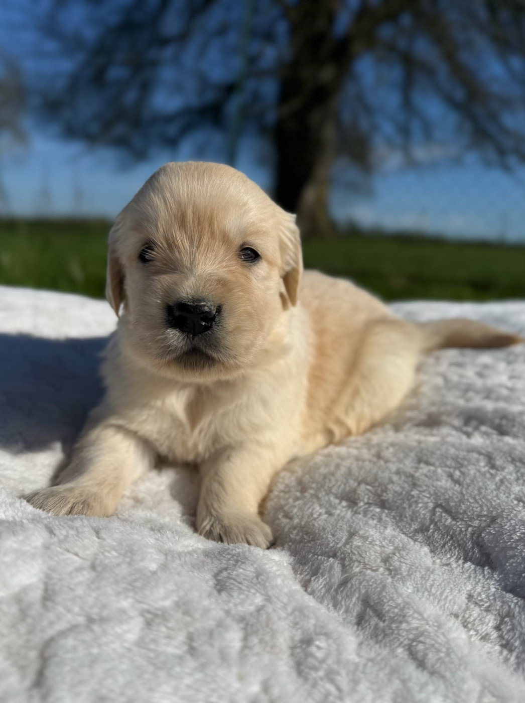 du moulin de madjurie - Chiots disponibles - Golden Retriever