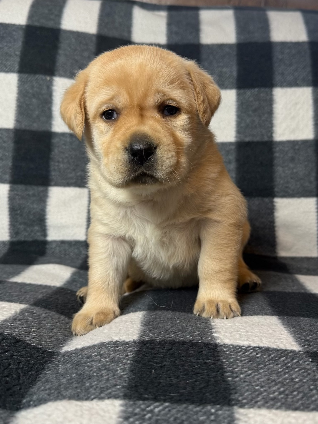 du moulin de madjurie - Chiots disponibles - Labrador Retriever