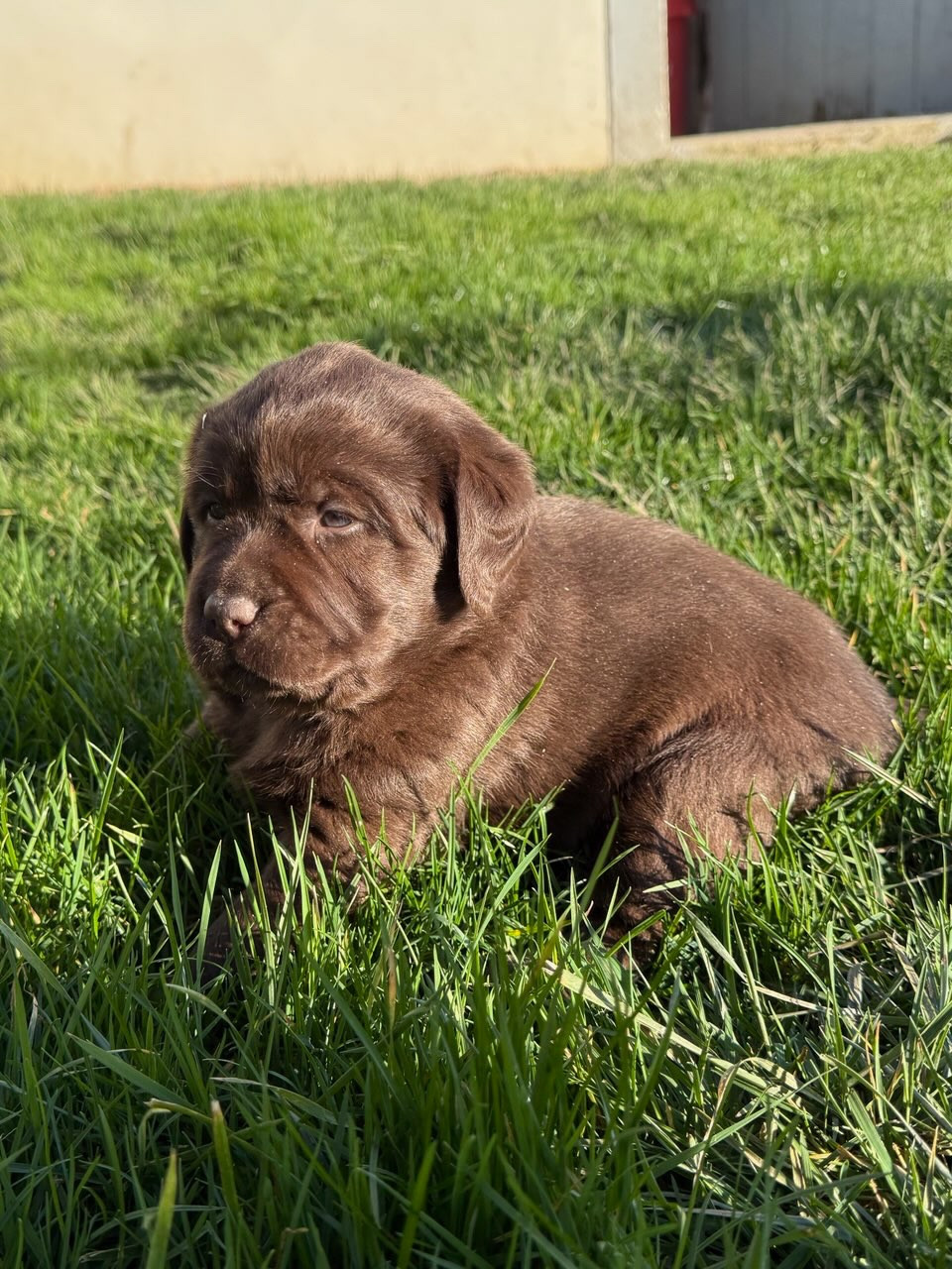 du moulin de madjurie - Chiots disponibles - Labrador Retriever