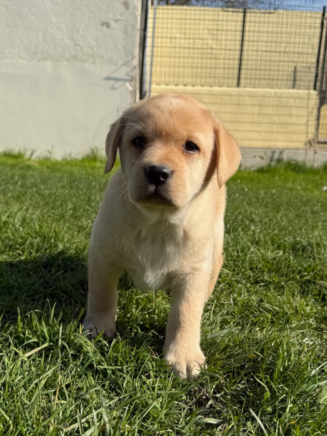 du moulin de madjurie - Chiots disponibles - Labrador Retriever