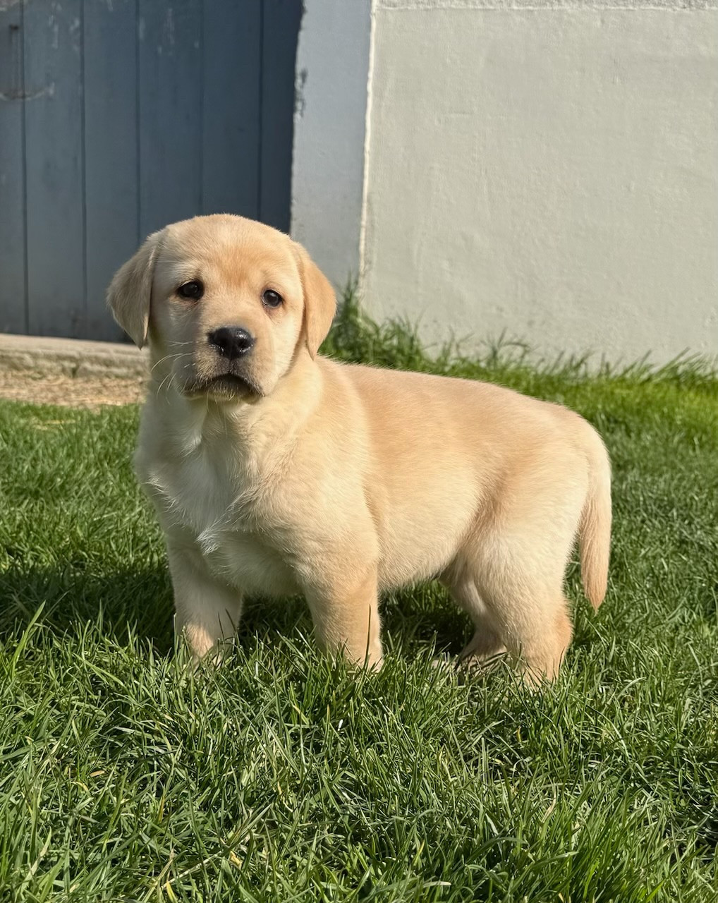 du moulin de madjurie - Chiots disponibles - Labrador Retriever