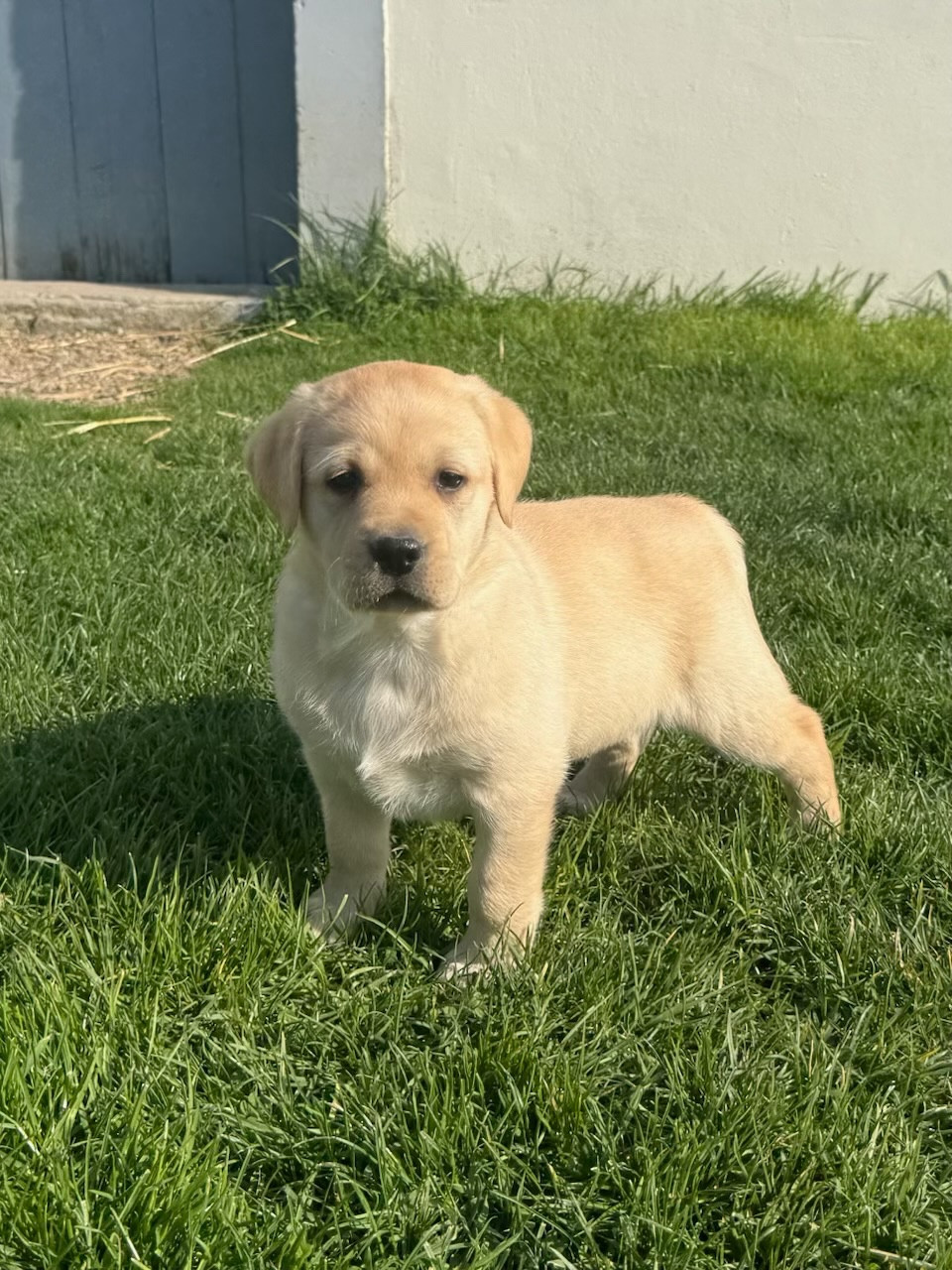 du moulin de madjurie - Chiots disponibles - Labrador Retriever