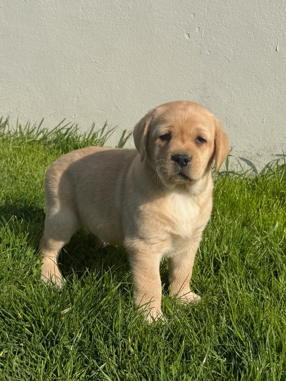 du moulin de madjurie - Chiots disponibles - Labrador Retriever