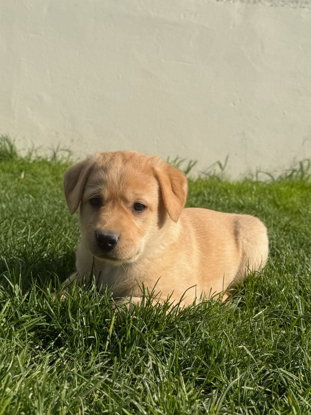 du moulin de madjurie - Chiots disponibles - Labrador Retriever
