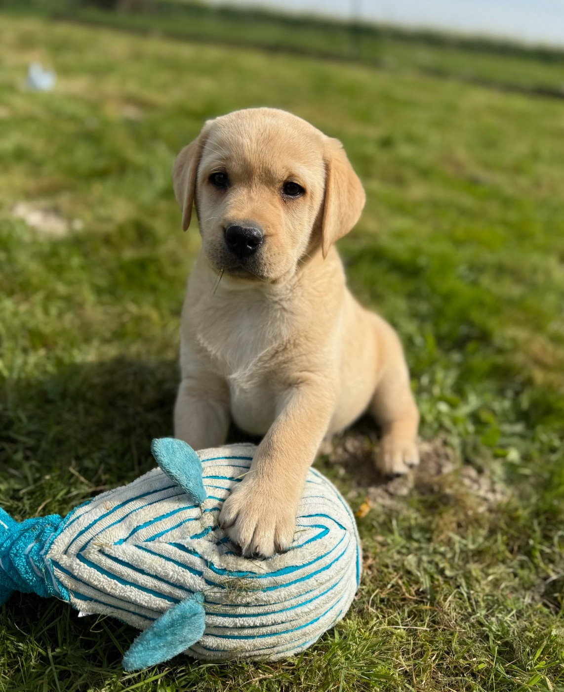 du moulin de madjurie - Chiots disponibles - Labrador Retriever