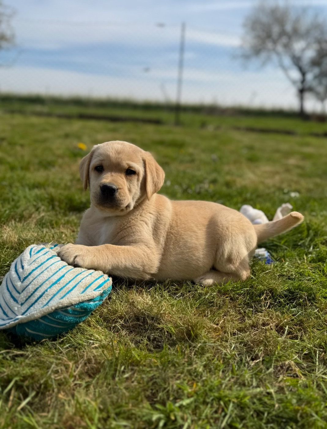 du moulin de madjurie - Chiots disponibles - Labrador Retriever