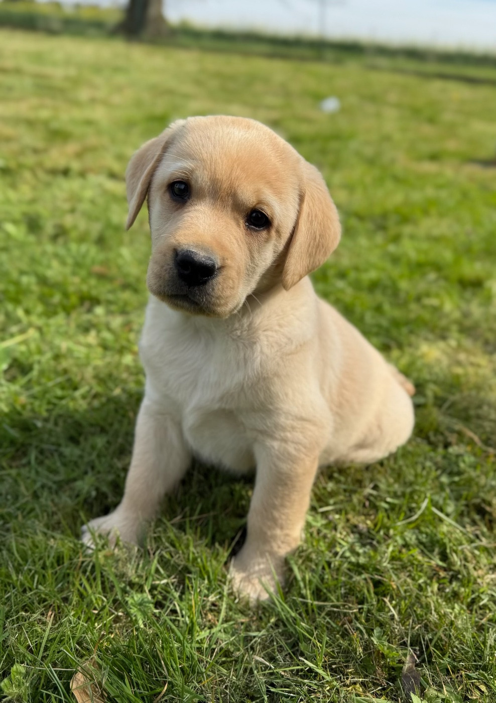 du moulin de madjurie - Chiots disponibles - Labrador Retriever