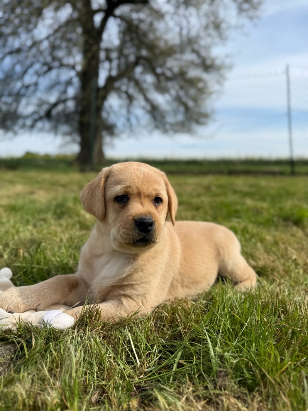 du moulin de madjurie - Chiots disponibles - Labrador Retriever