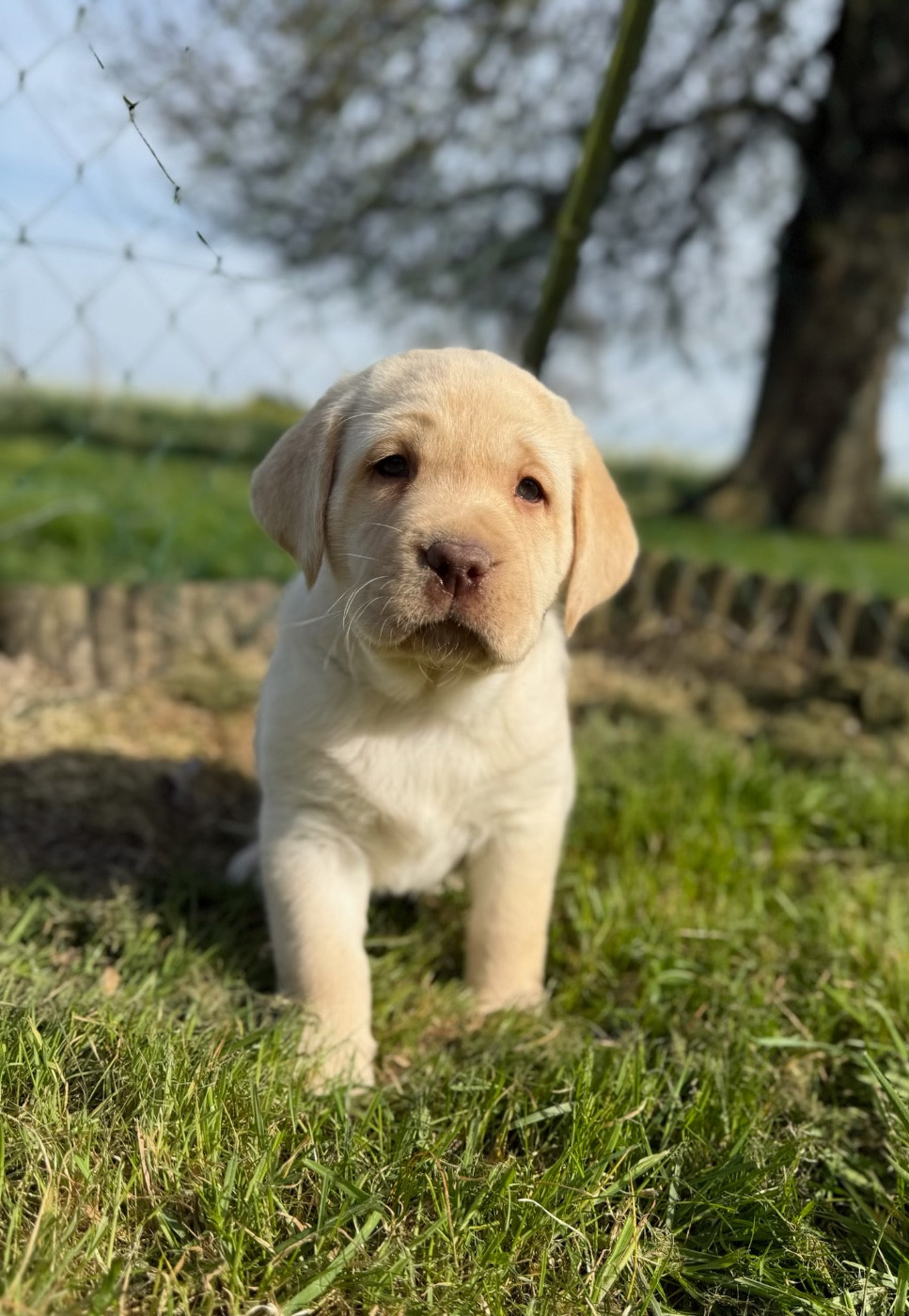 du moulin de madjurie - Chiots disponibles - Labrador Retriever