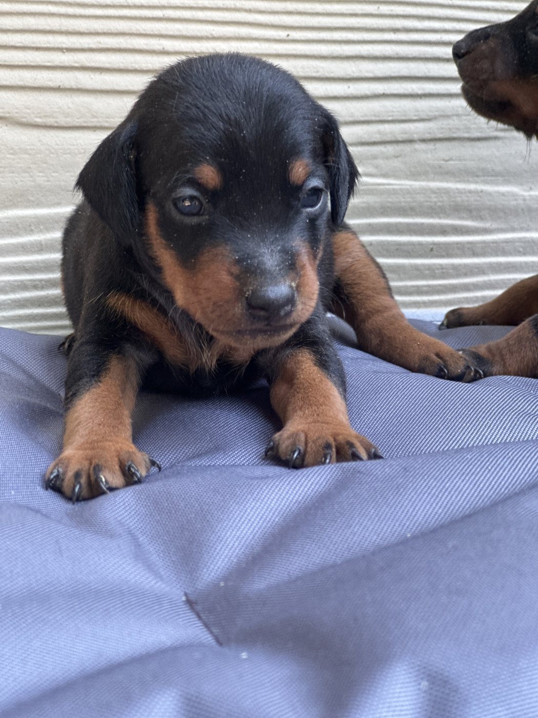 du moulin de madjurie - Chiots disponibles - Pinscher nain