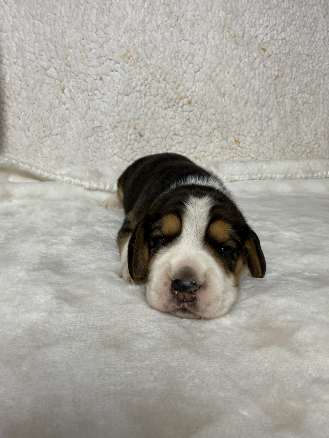 du moulin de madjurie - Chiots disponibles - Beagle